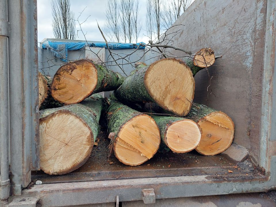 Під Києвом двоє чоловіків незаконно зрубали майже 350 дерев на понад 2,4 млн грн. Фото
