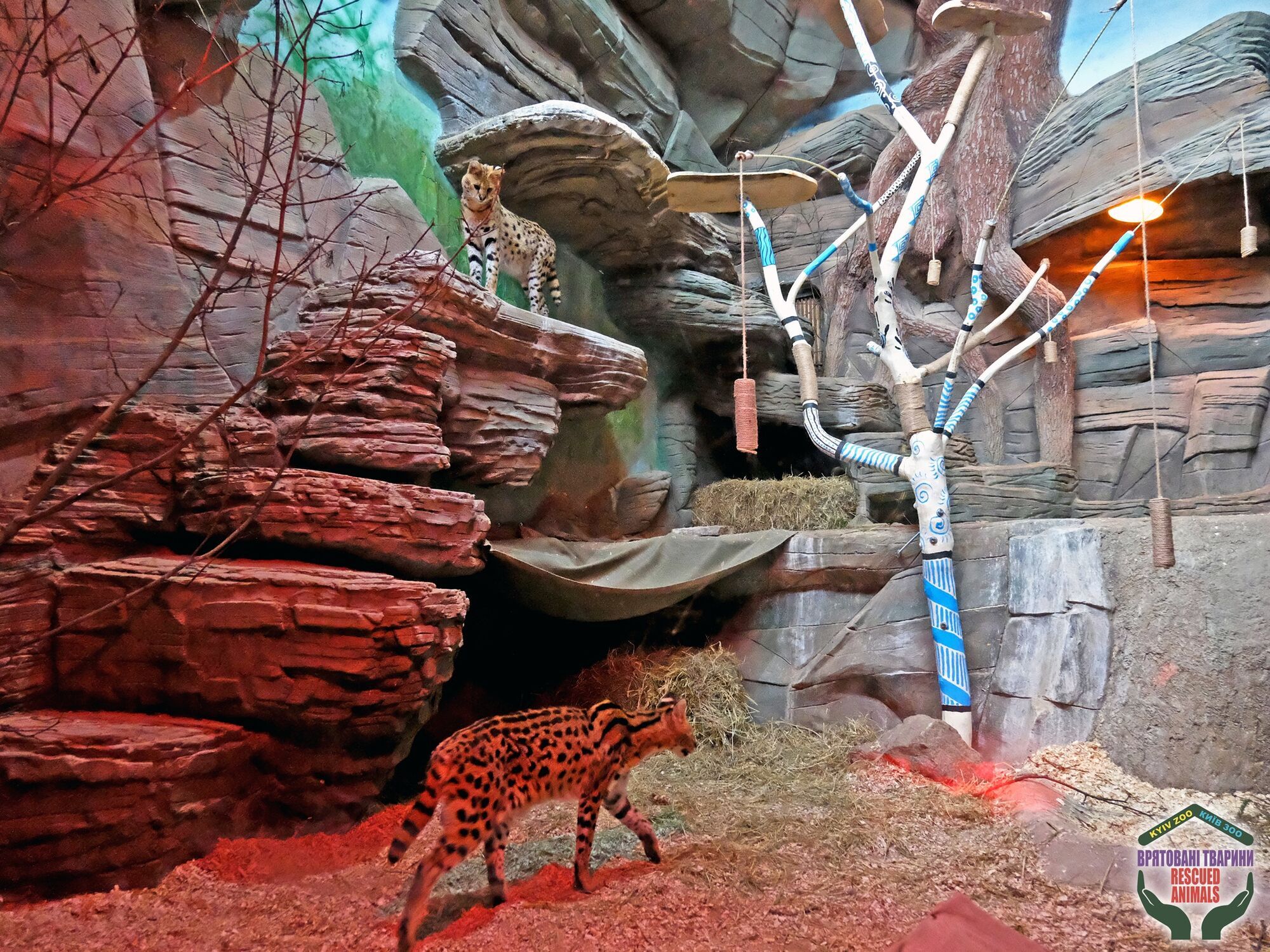 Африканське дерево та три типи освітлення: у зоопарку Києва можна побачити врятованих на Донеччині сервалів. Фото і відео