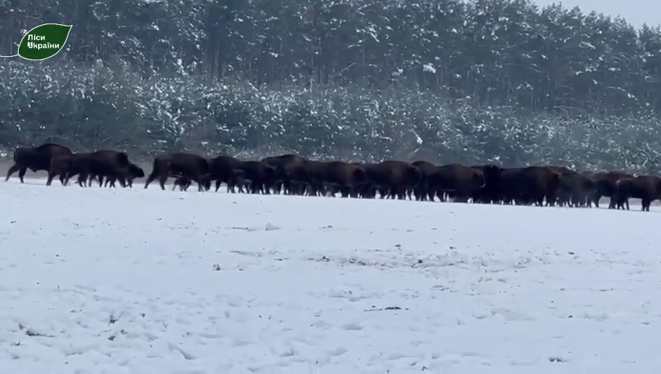 Во Львовской области зафиксировали наибольшую популяцию бизонов в Украине: появилось видео