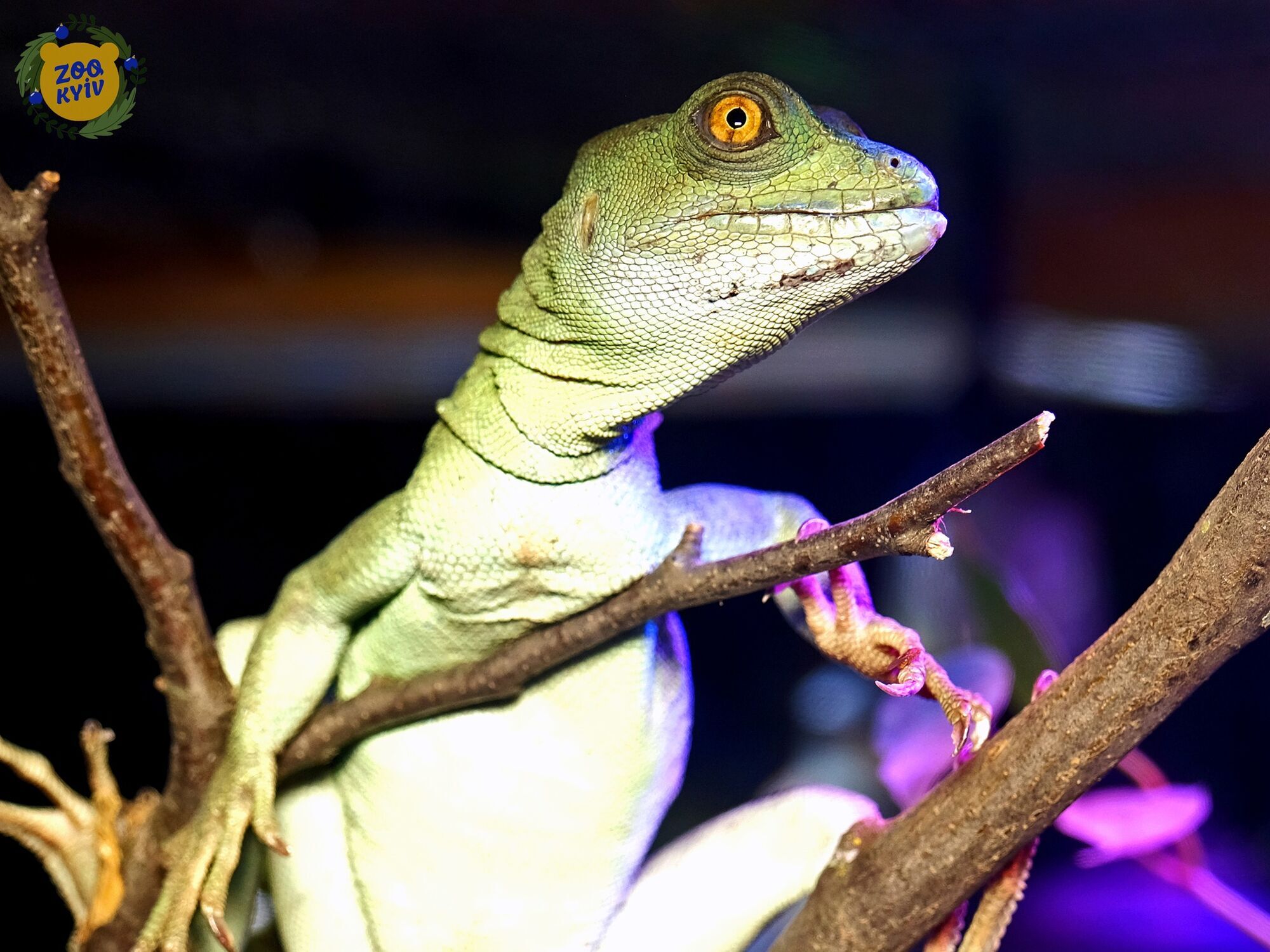 У Київському зоопарку можна стати свідком годування родичів "драконів". Фото і відео