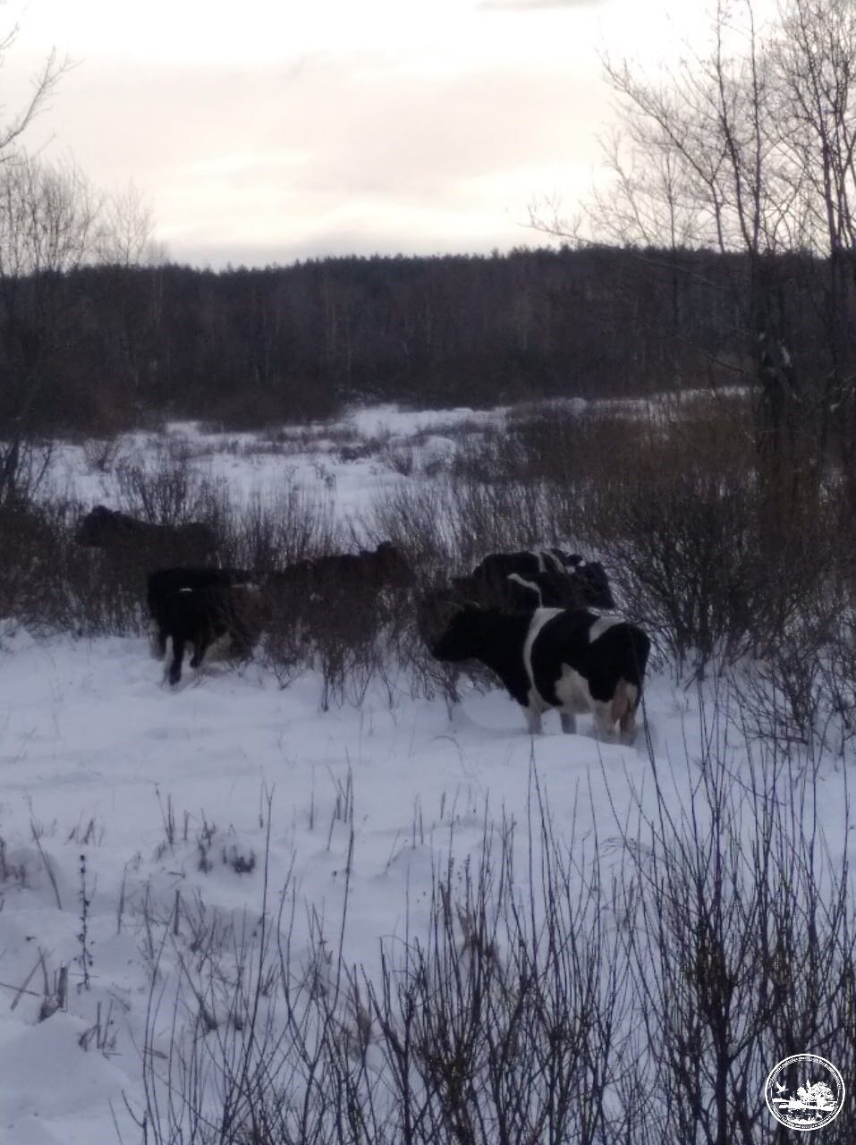 Пережили оккупацию: в Чернобыльской зоне среди заснеженных полей снова заметили стадо одичавших коров. Фото