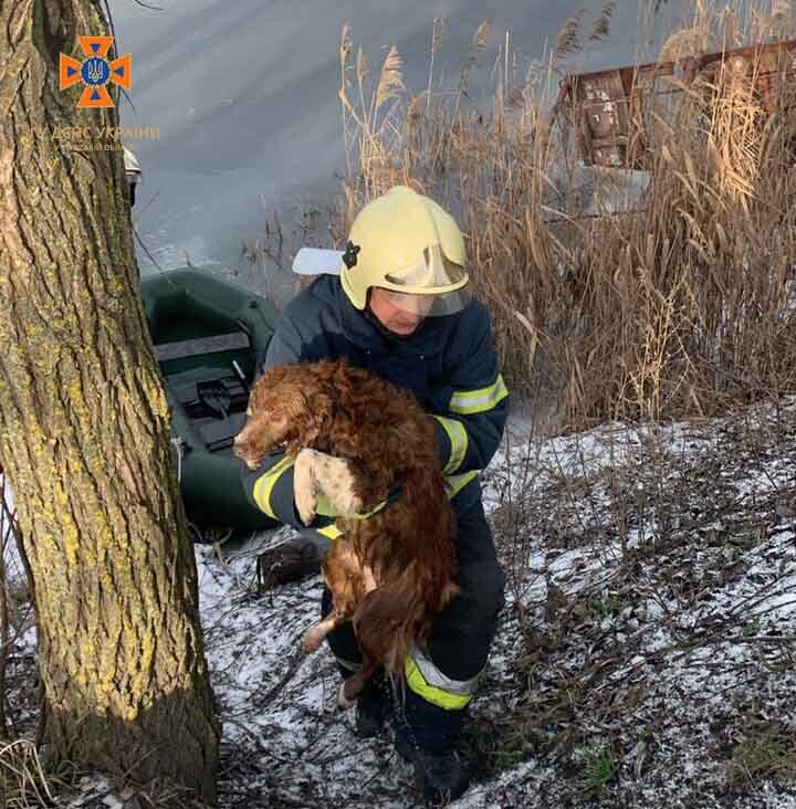 На Киевщине бойцы ГСЧС спасли собаку, которая несколько часов боролась за жизнь в ледяной воде. Фото и видео