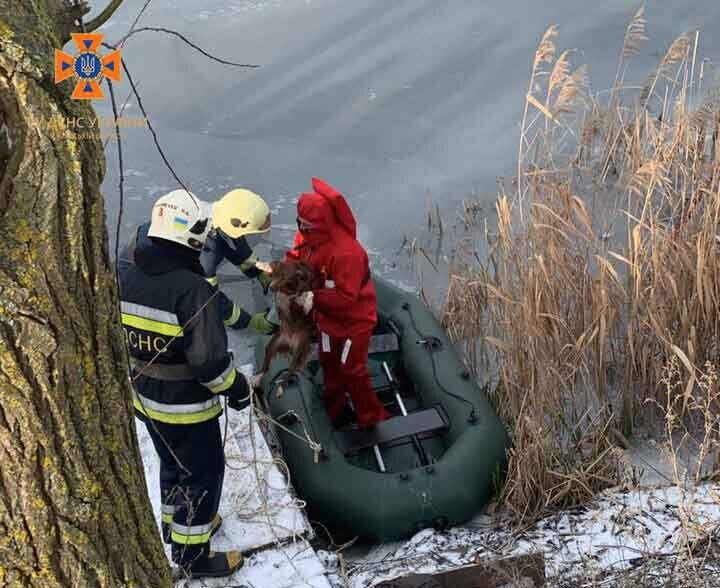 На Київщині бійці ДСНС врятували собаку, який кілька годин боровся за життя у крижаній воді. Фото й відео