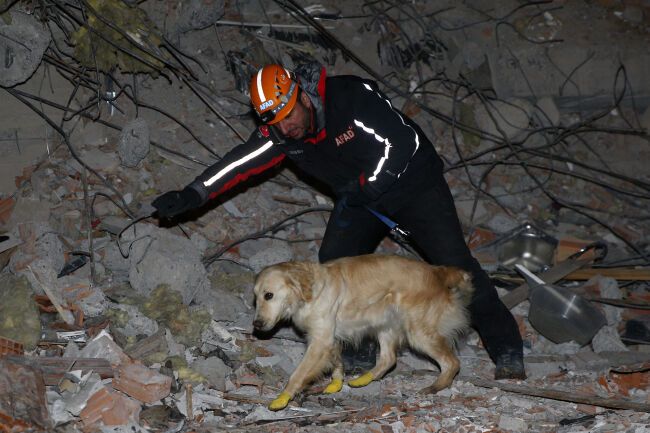 В Турции пес помог спасти из-под завалов пятерых: даже с ранеными лапами не оставлял поисков. Фото