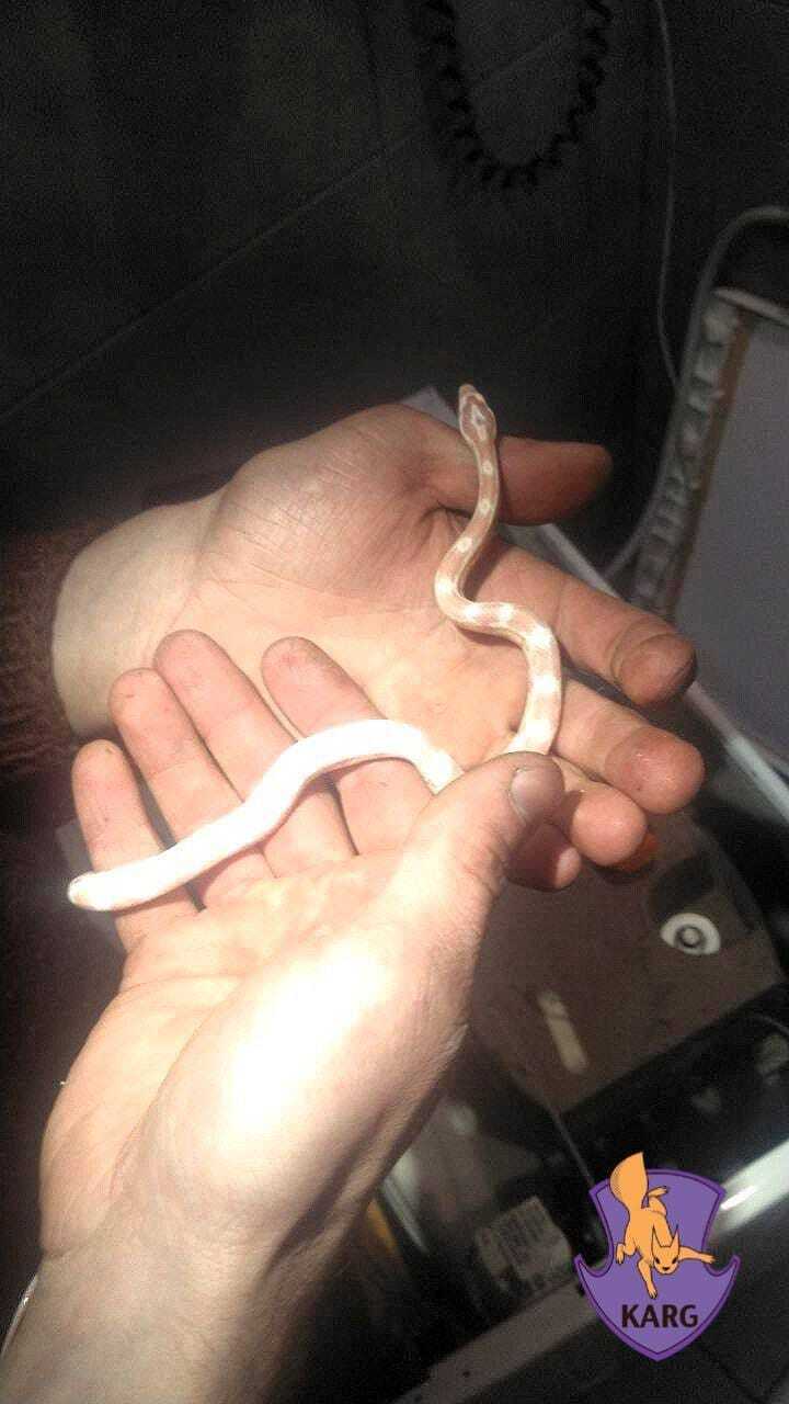 У Києві в пральній машині знайшли живу змію. Фото
