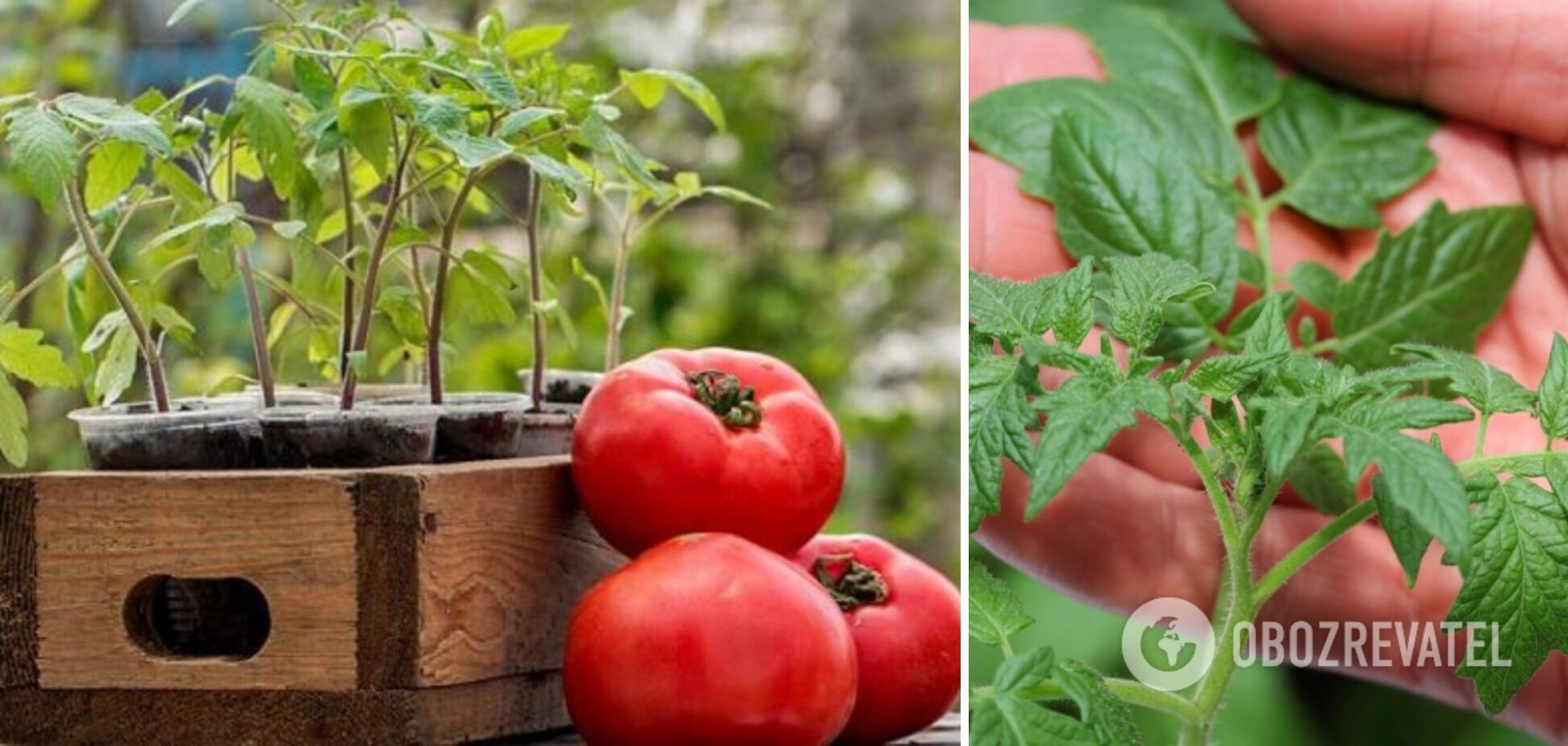 Коли починати сіяти помідори на розсаду: як досягти хорошого урожаю