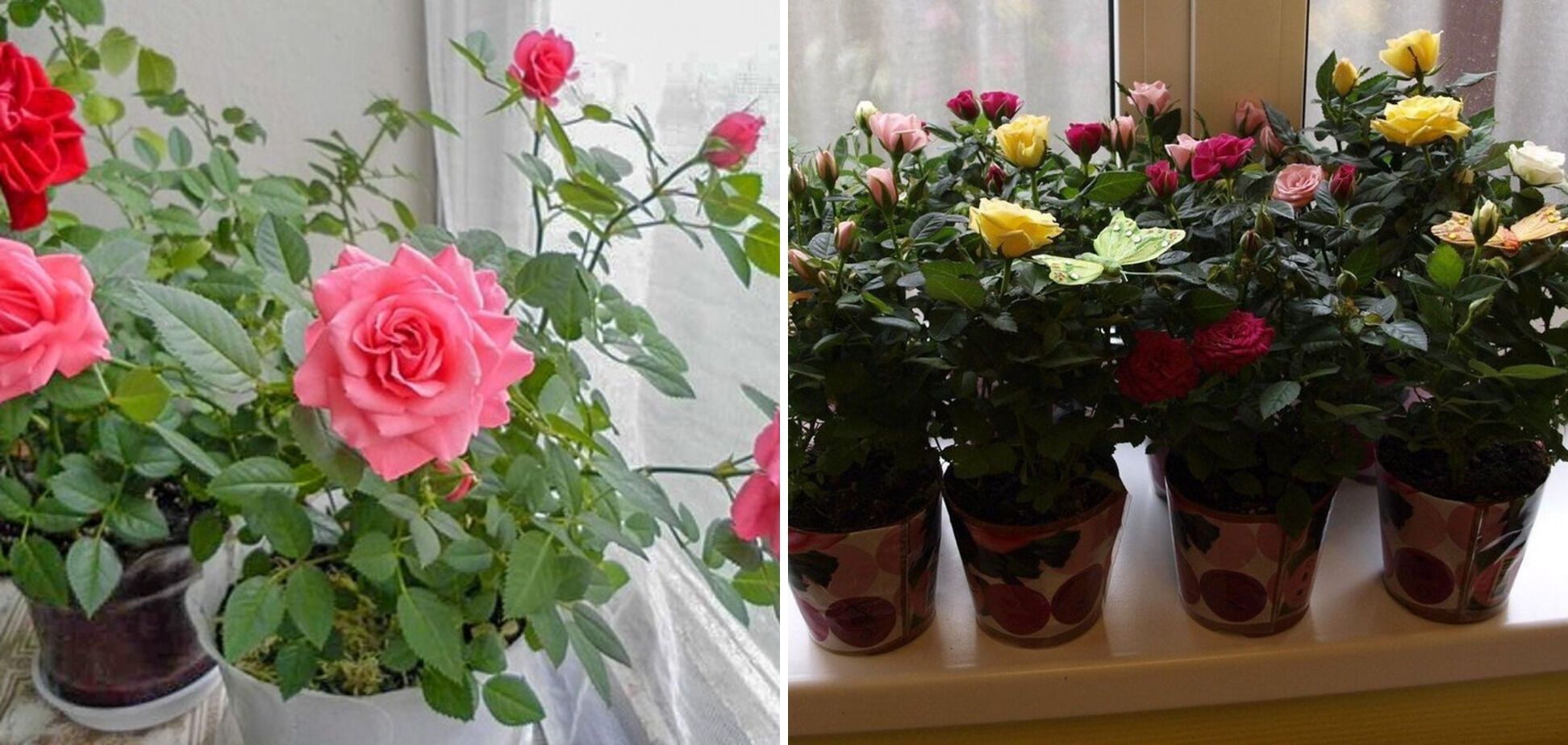 Пальма и роза приносят одиночество: какие комнатные цветы нельзя ставить в спальне