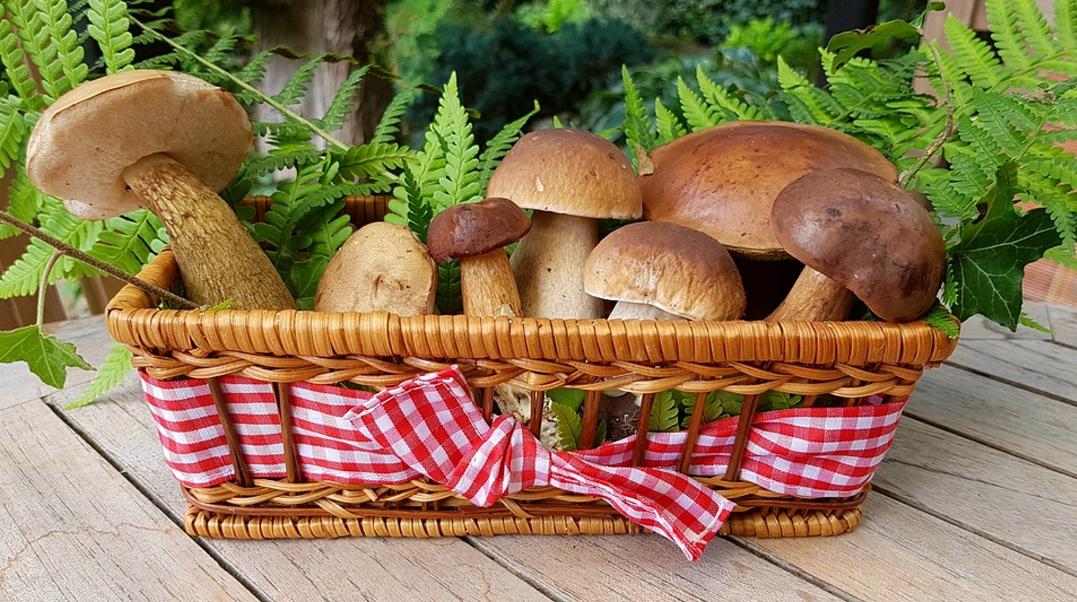 Можно ли консервировать лесные грибы