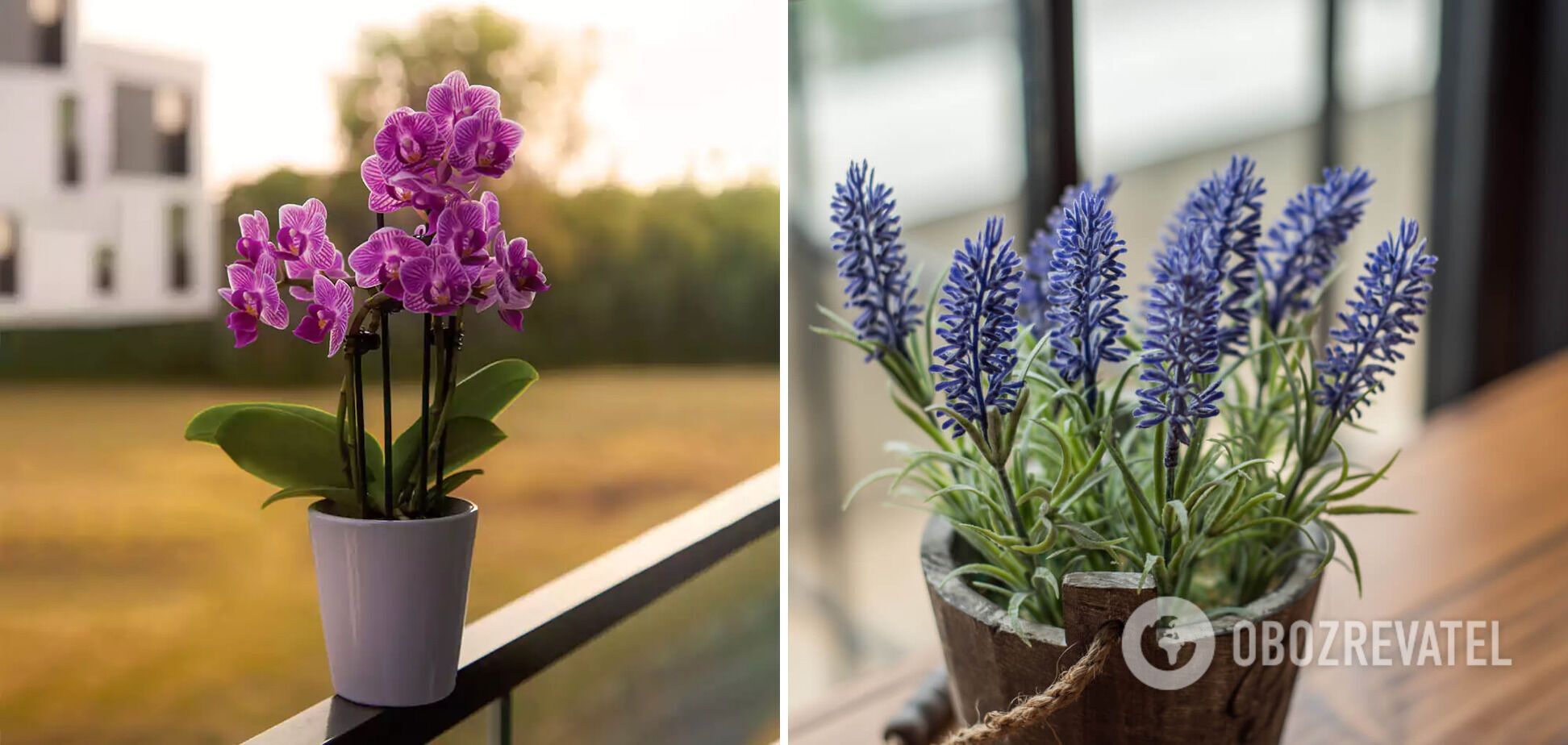 Аромат стоятиме цілий рік: які кімнатні квіти забезпечать приємний запах вдома
