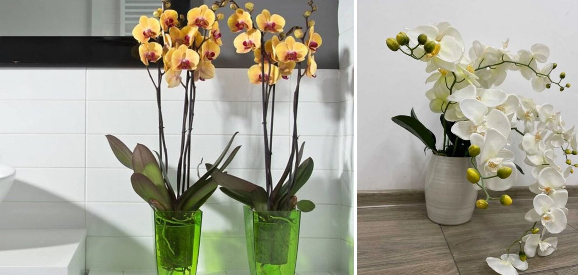 Орхідея ростиме швидше: який горщик найкраще обрати для квітки