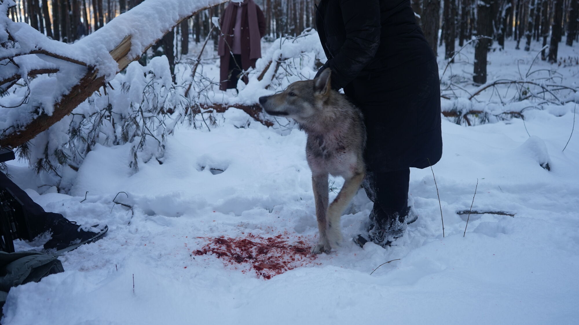 Тест на людяність: на Берлінале показали перший трейлер українського кіноальманаху "Війна очима тварин"