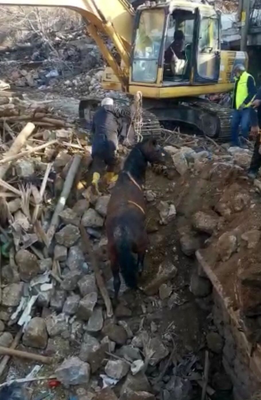 Справжнє диво: в Туреччині на 20-й день після землетрусу з-під завалів витягли живого коня. Відео