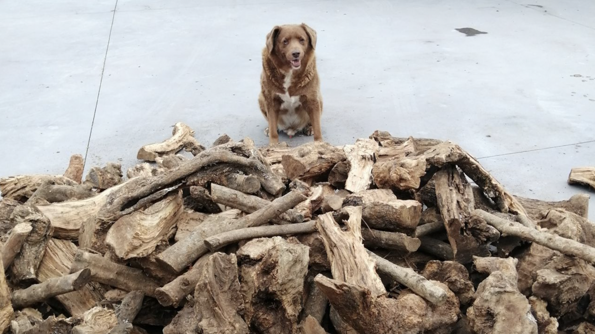 В Португалии умер самый старый пес в мире: сколько ему было лет. Фото