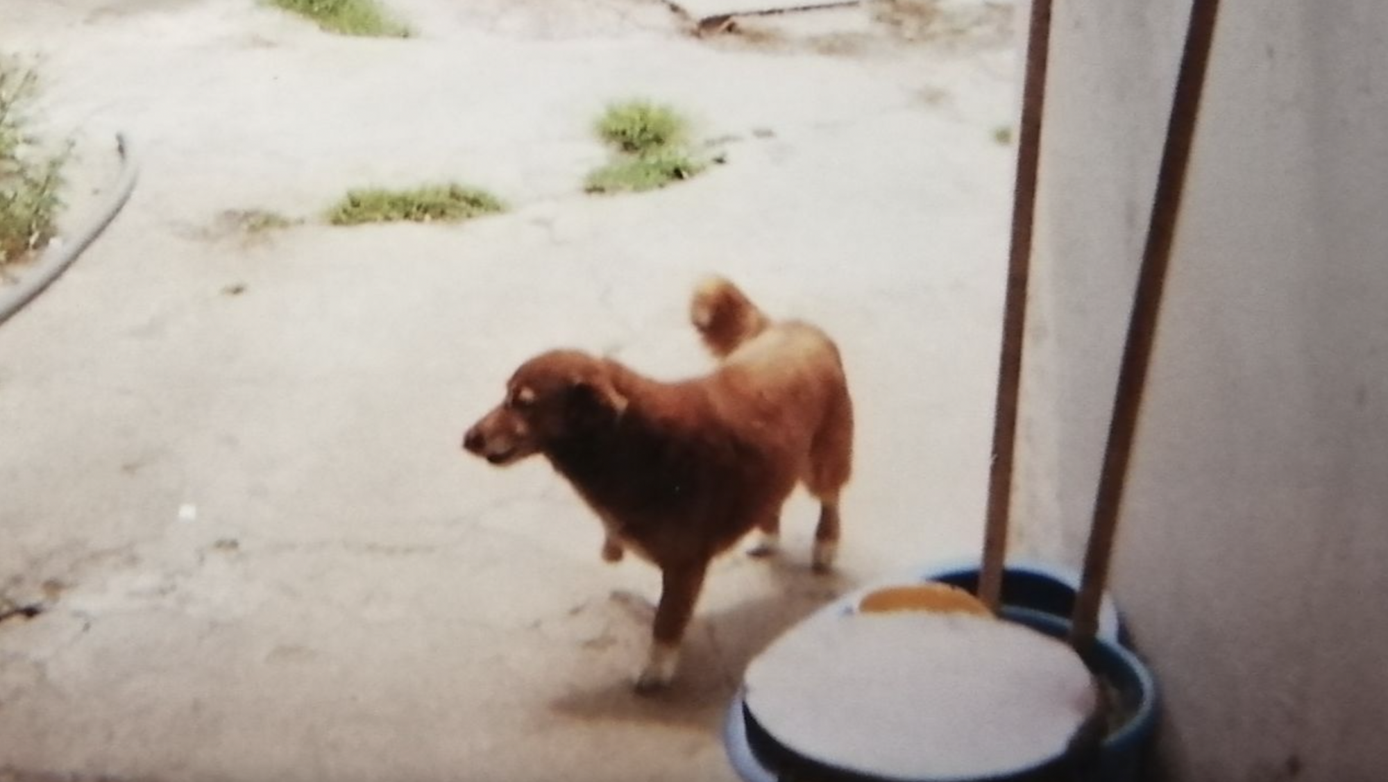 Извини, Спайк: самой старой собакой в мире признан 30-летний Боби из Португалии. Фото