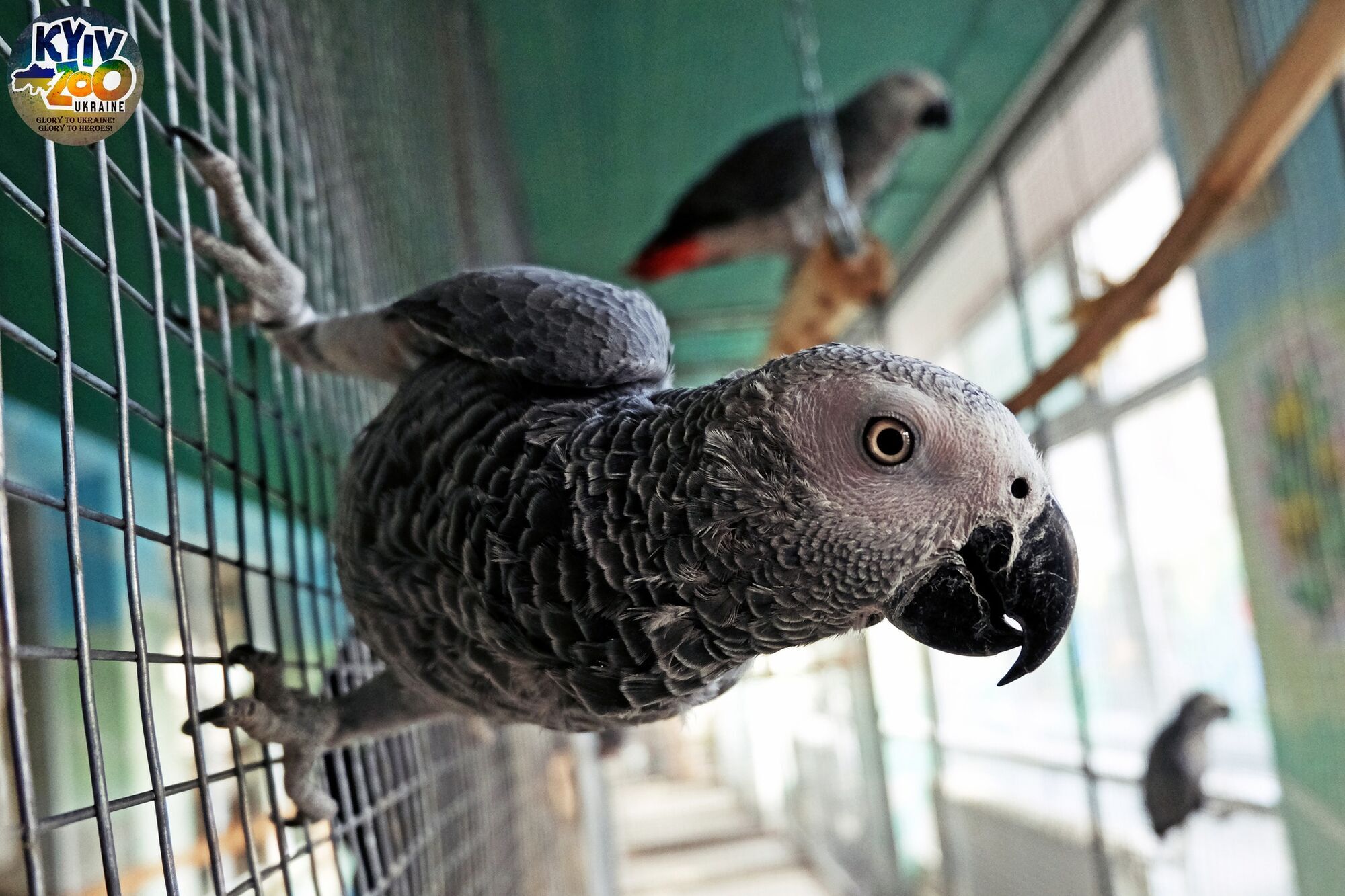 У Київському зоопарку можна побачити 7 папуг жако, яких врятували навесні 2022 року. Фото
