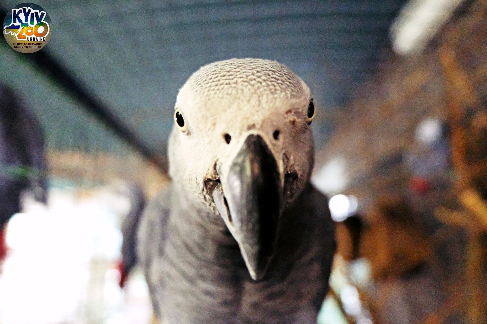У Київському зоопарку можна побачити 7 папуг жако, яких врятували навесні 2022 року. Фото