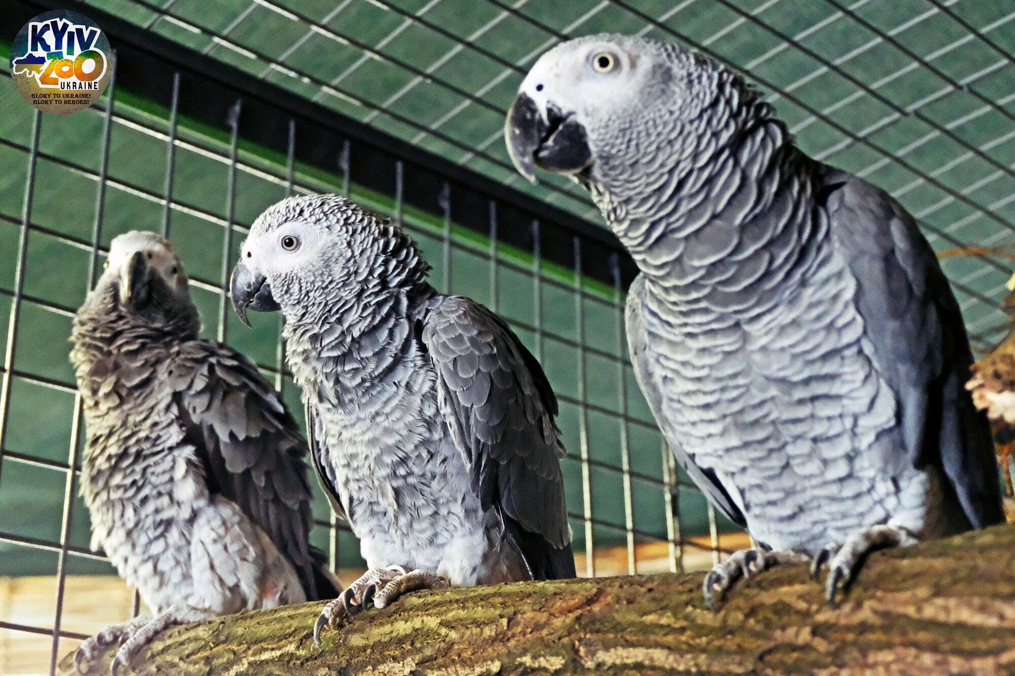 В Киевском зоопарке можно увидеть 7 попугаев жако, которых спасли весной 2022 года. Фото