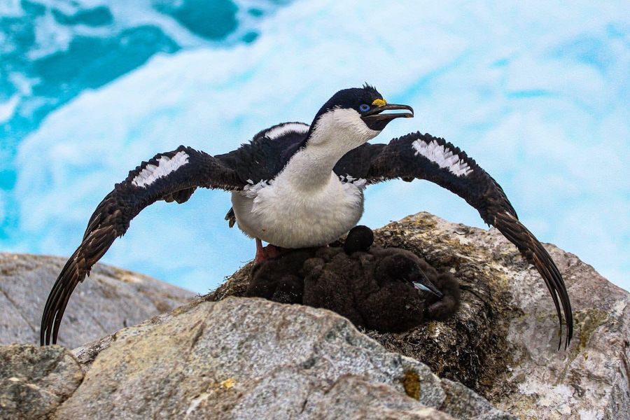 Украинские полярники показали, какие еще птицы растут рядом с пингвинами: впечатляющие кадры