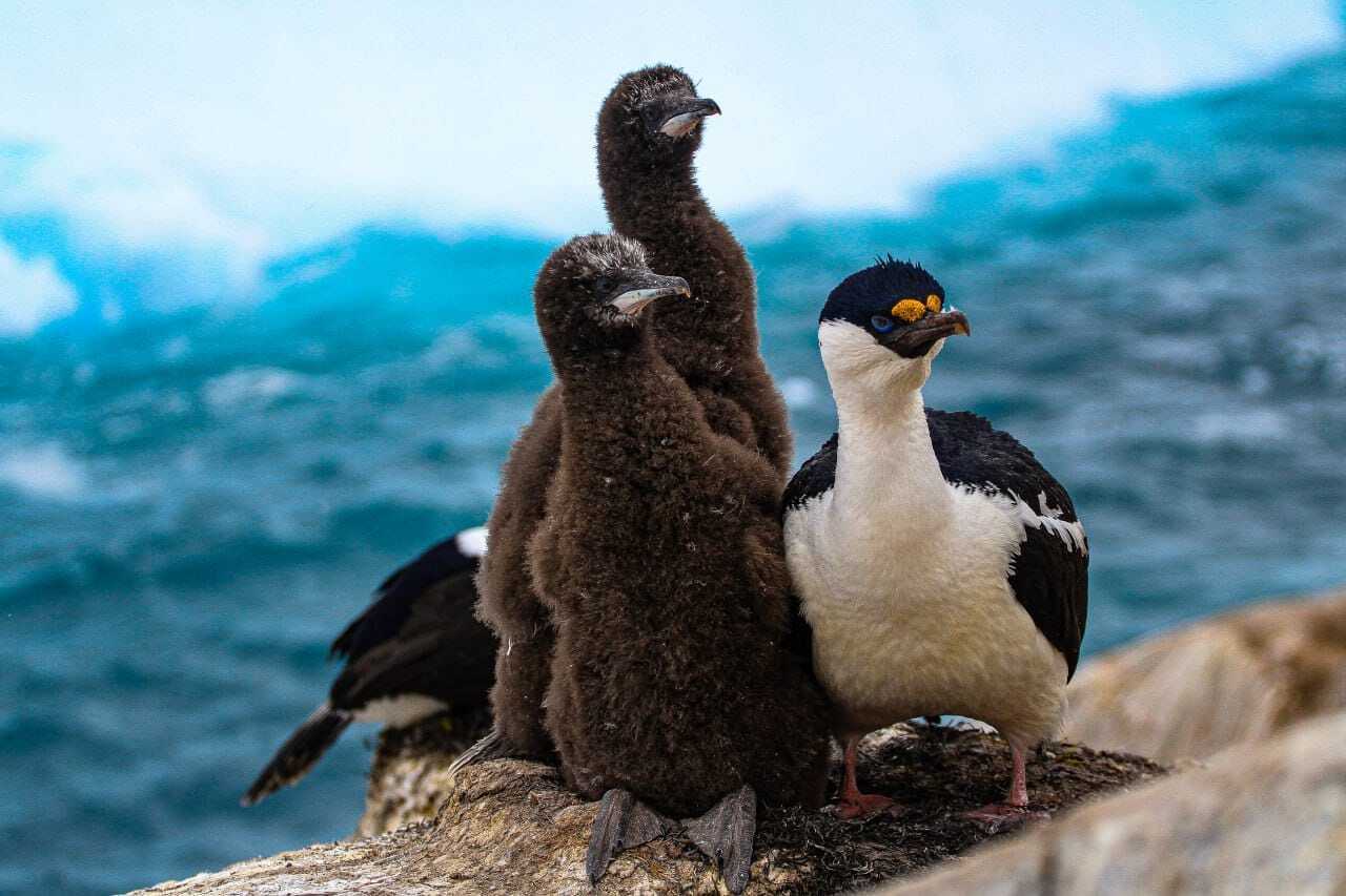 Украинские полярники показали, какие еще птицы растут рядом с пингвинами: впечатляющие кадры