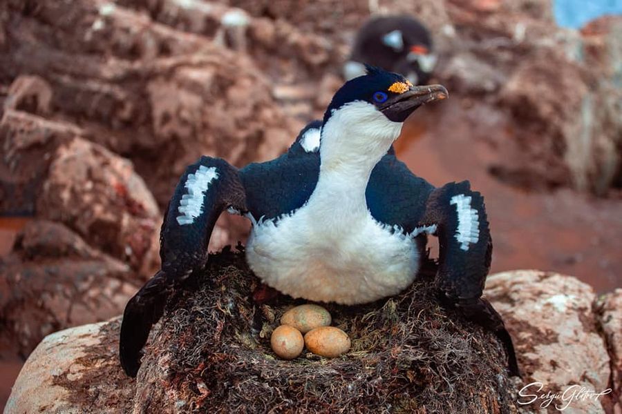 Українські полярники показали, які ще птахи зростають поруч із пінгвінами: вражаючі кадри