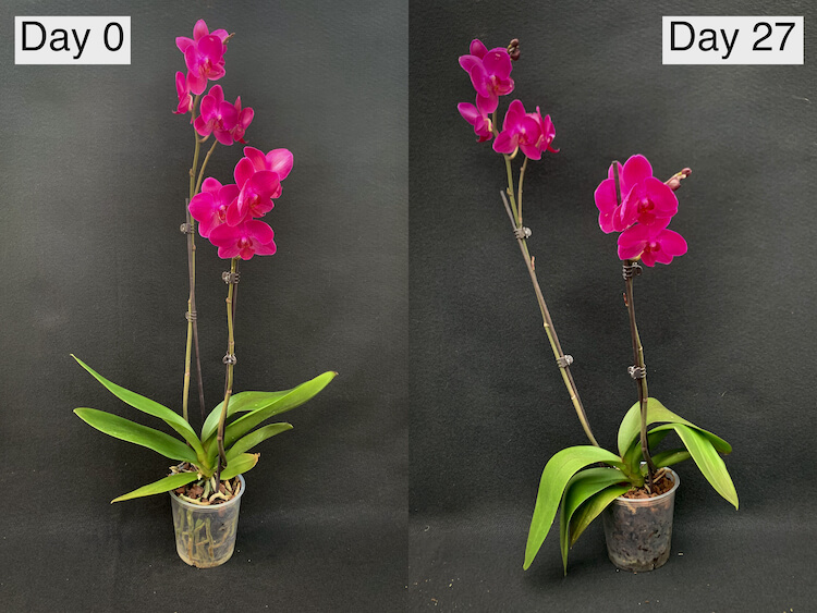 Нашумевшее средство может убить орхидею: чем категорически нельзя "спасать" цветок