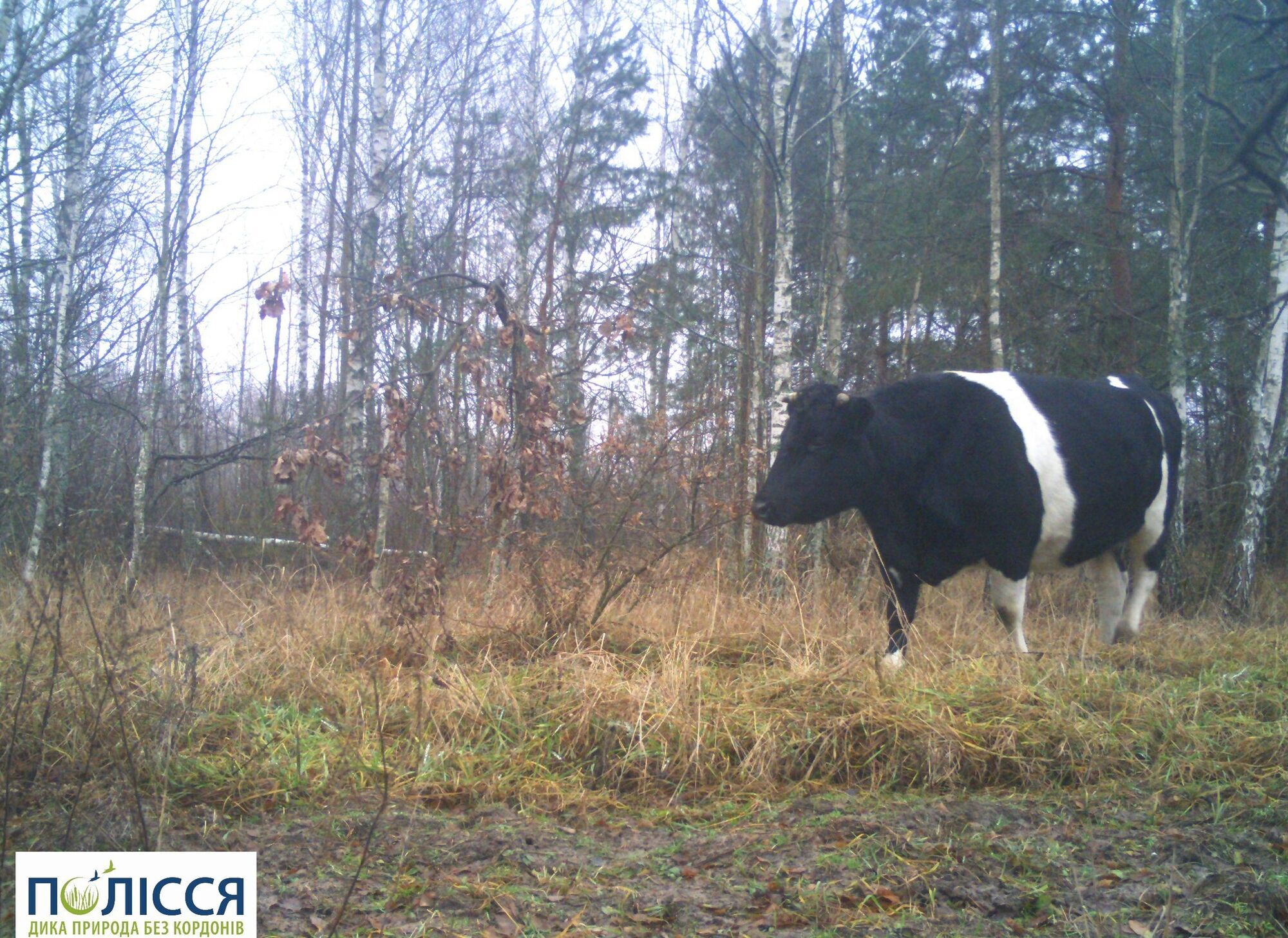 На території Чорнобильської зони живе унікальне стадо здичавілих свійських корів: тварин зафіксували фотопастки