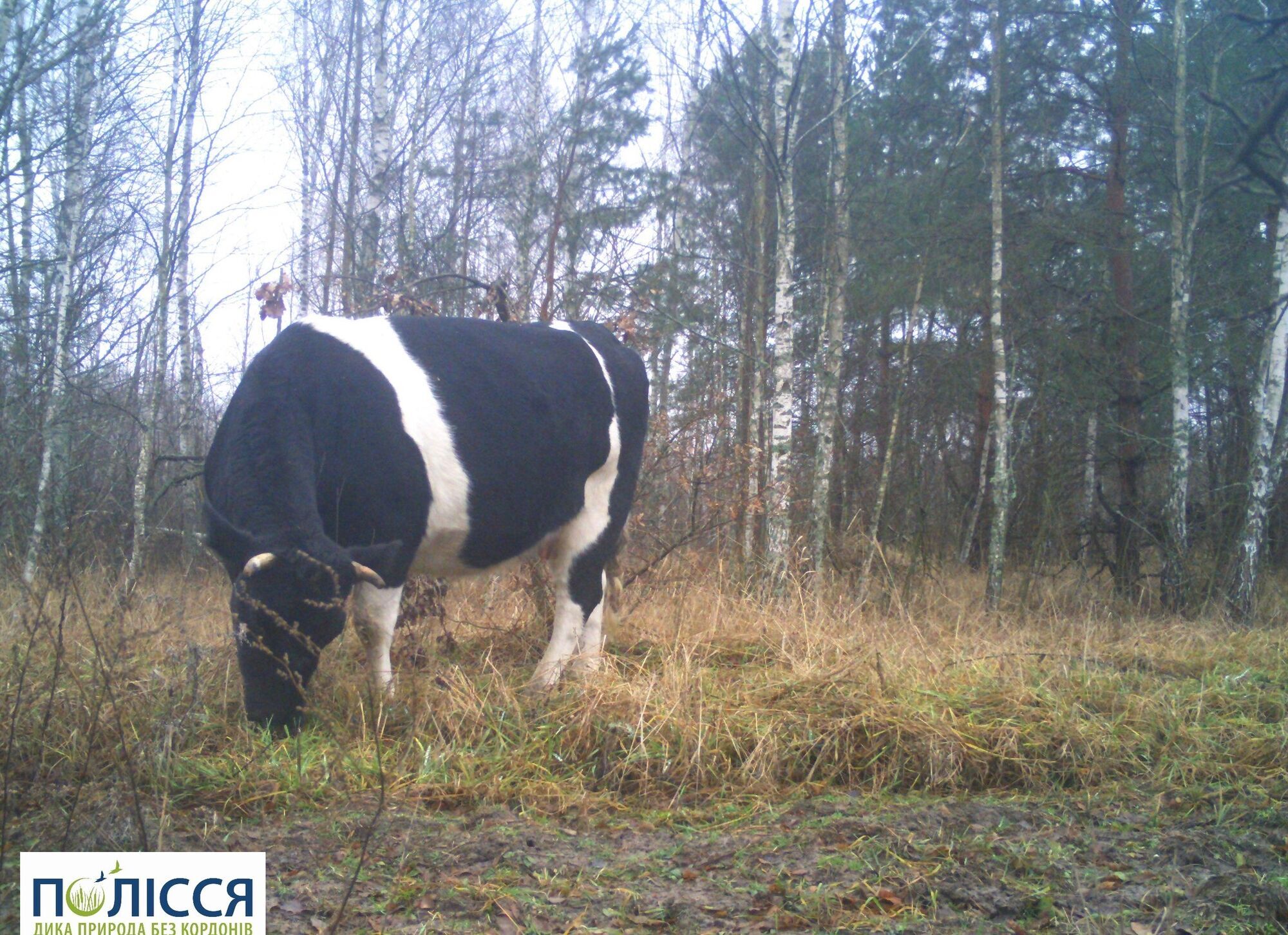 На территории Чернобыльской зоны живет уникальное стадо одичавших домашних коров: животных зафиксировали фотоловушки