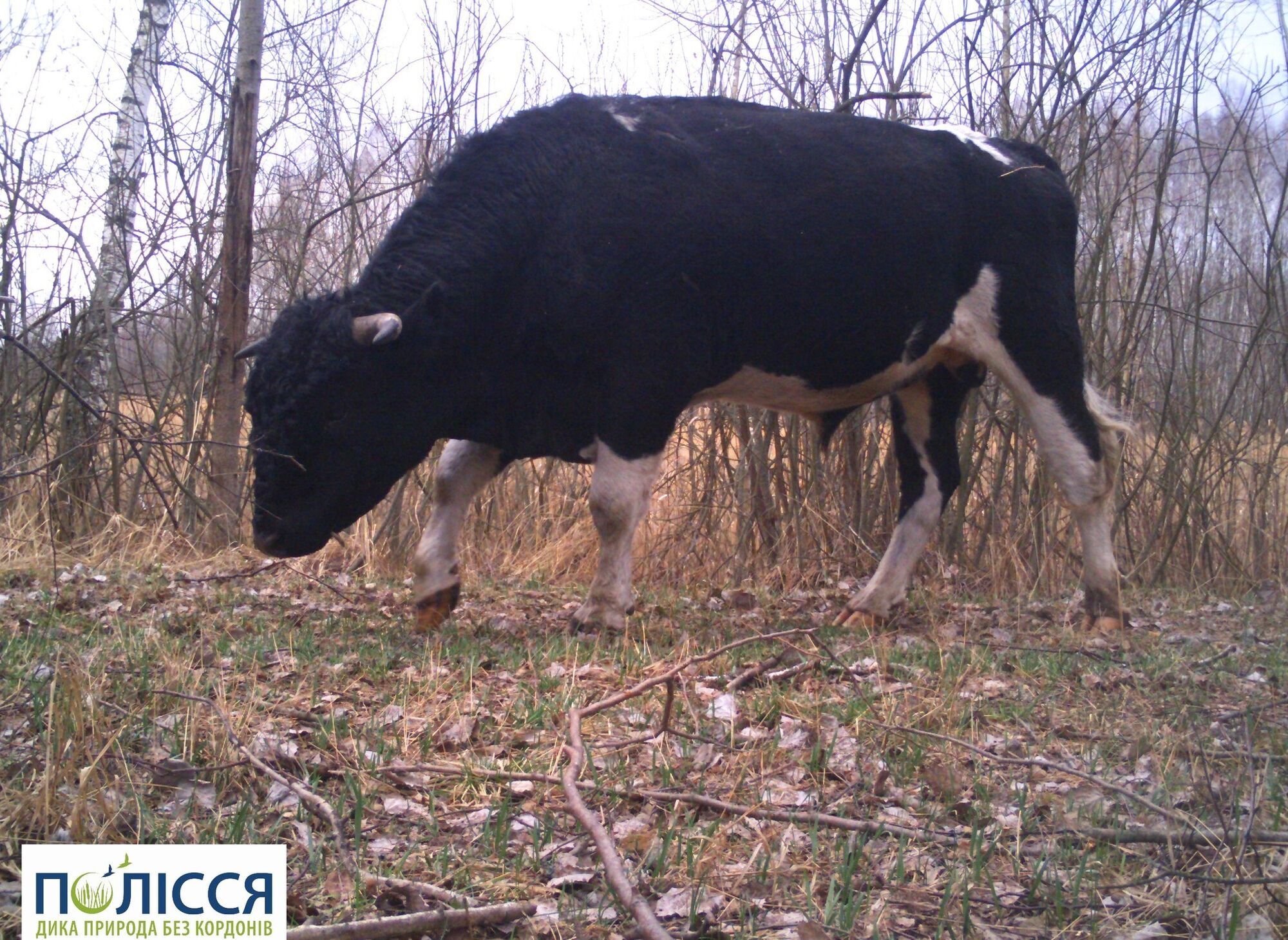 На территории Чернобыльской зоны живет уникальное стадо одичавших домашних коров: животных зафиксировали фотоловушки