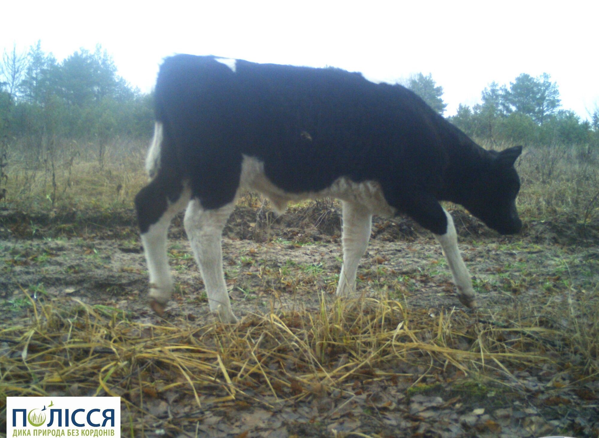 На території Чорнобильської зони живе унікальне стадо здичавілих свійських корів: тварин зафіксували фотопастки