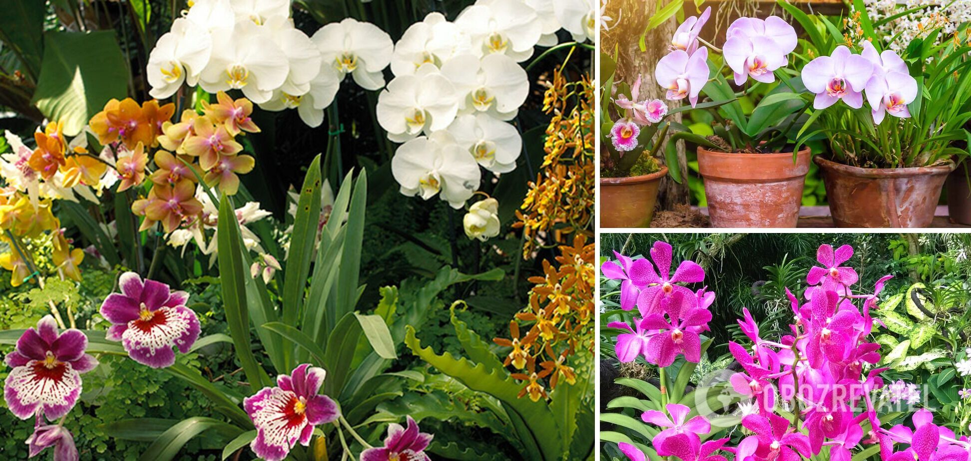 Как определить возраст орхидеи дома и в магазине: простой способ