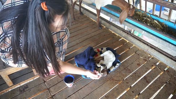 В Таиланде родился уникальный козленок – циклоп без носа. Фото