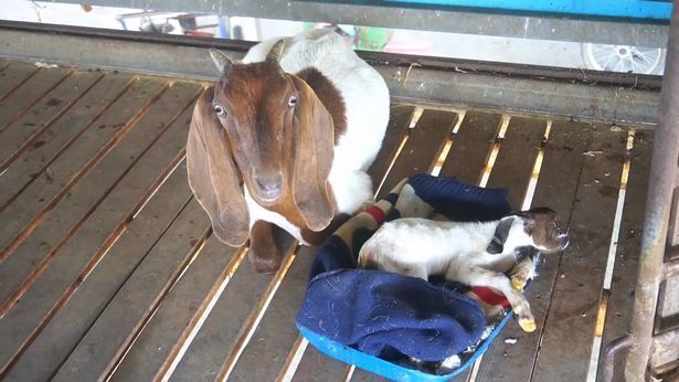 В Таиланде родился уникальный козленок – циклоп без носа. Фото