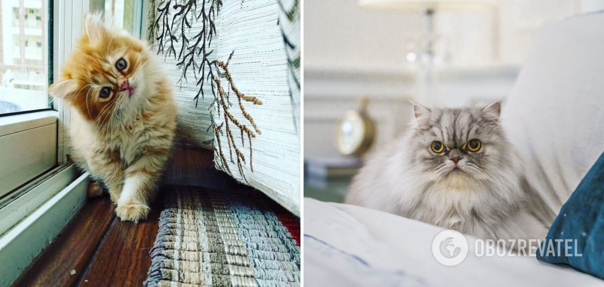 Какие породы кошек лучше всего подходят для квартиры: кроткие и любящие чистоту