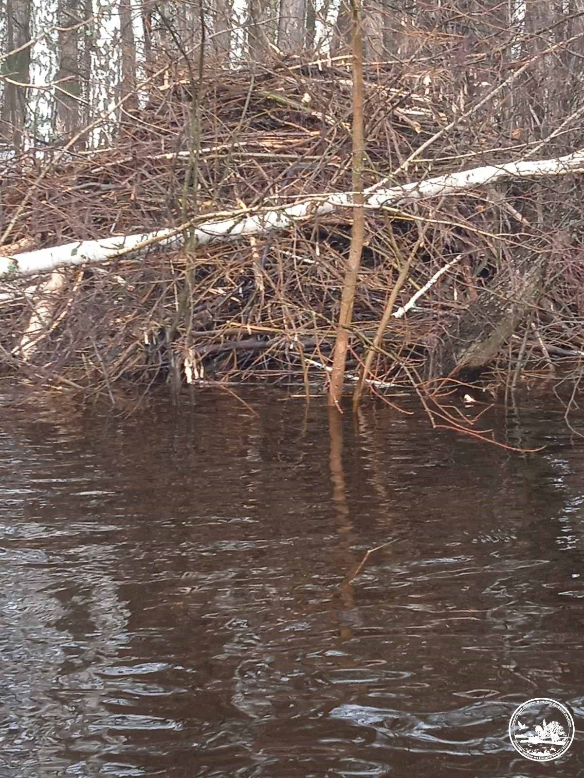 У Чорнобильській зоні мешкають тварини, які навчились піднімати рівень води в річках, щоб захистити свої домівки. Фото