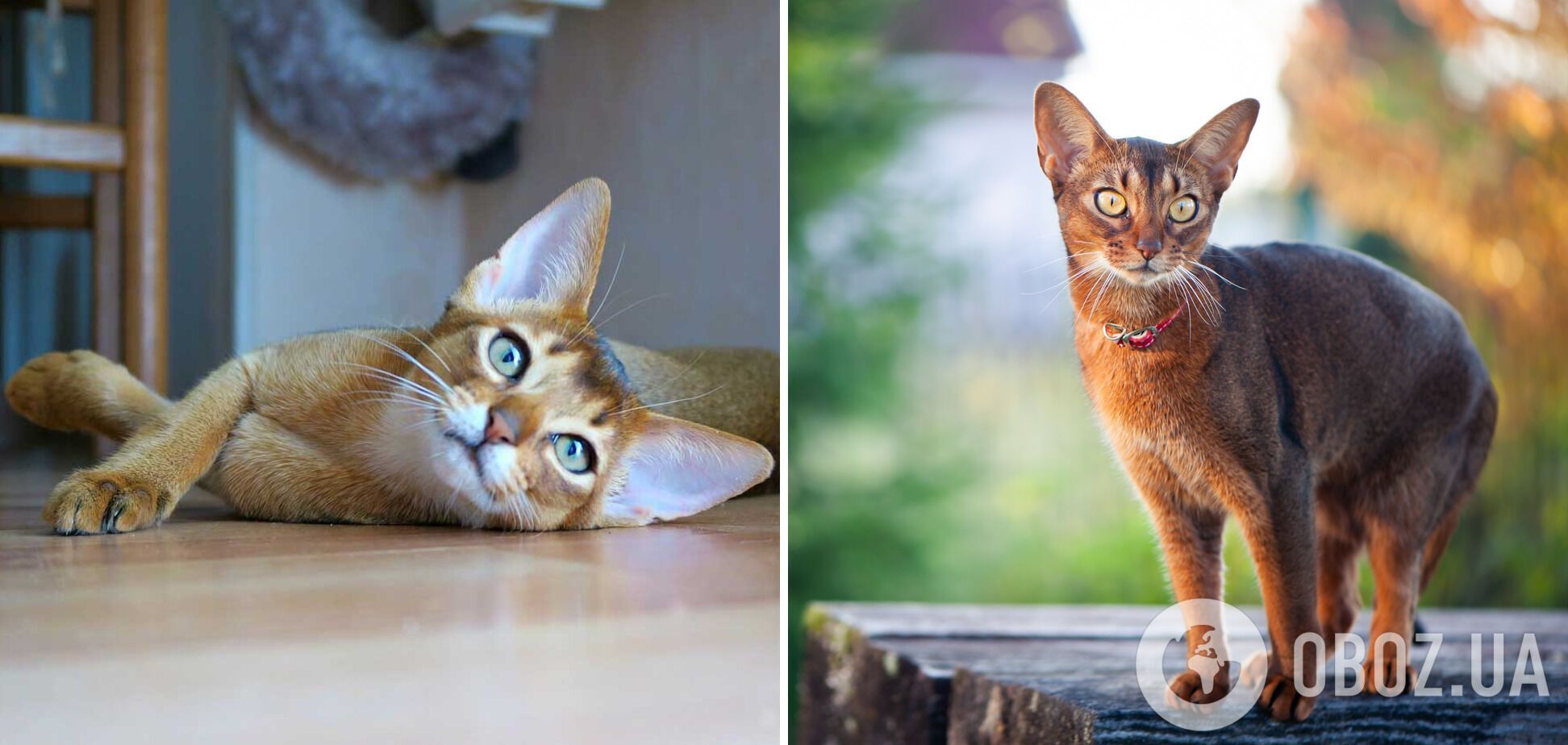 Викликають захват: які породи котів найкрасивіші