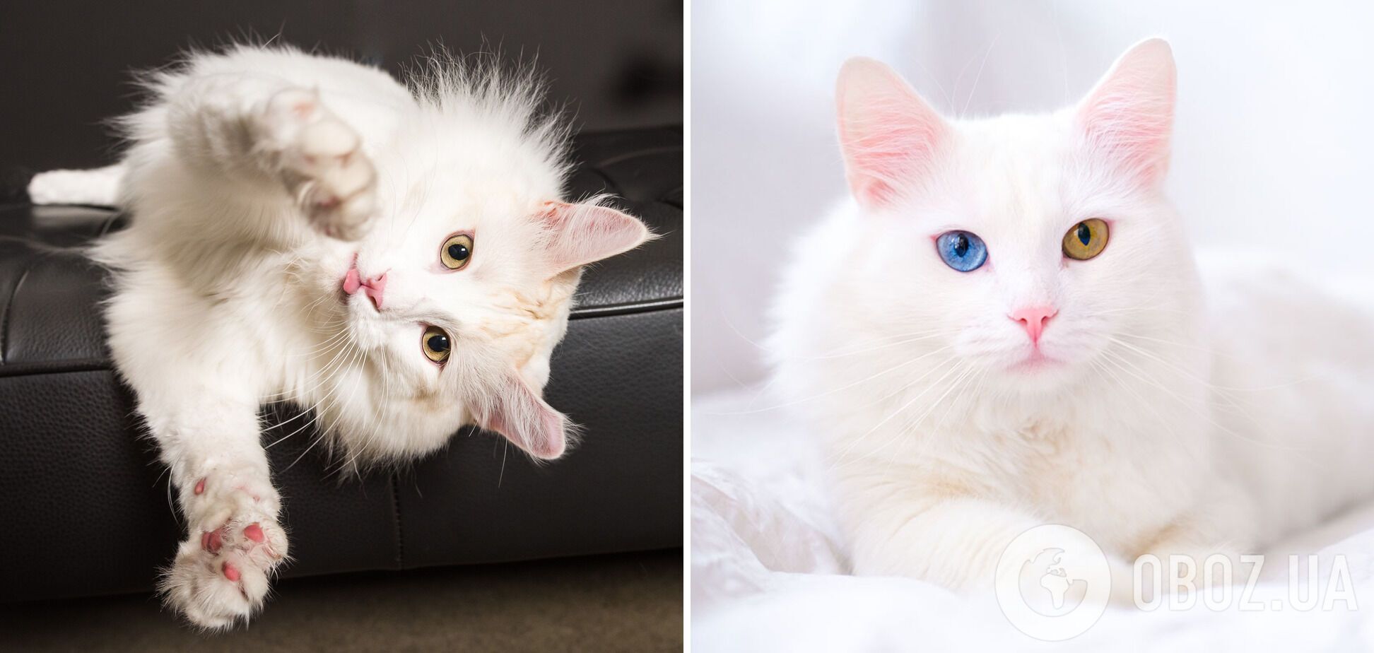 Вызывают восторг: какие породы кошек самые красивые
