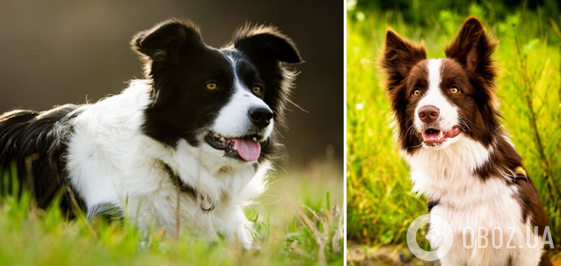 Які породи собак найвідданіші: важко переносять розлуку з господарем