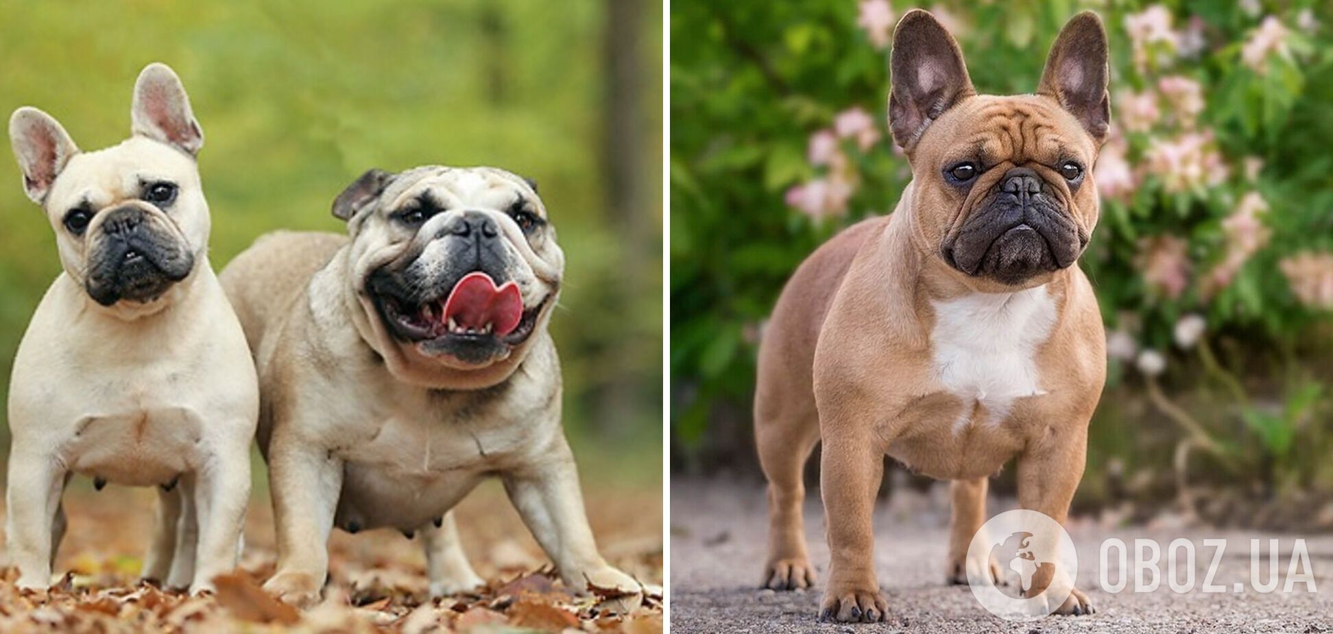 Які собаки найсмішніші: породи, які точно розвеселять дітей