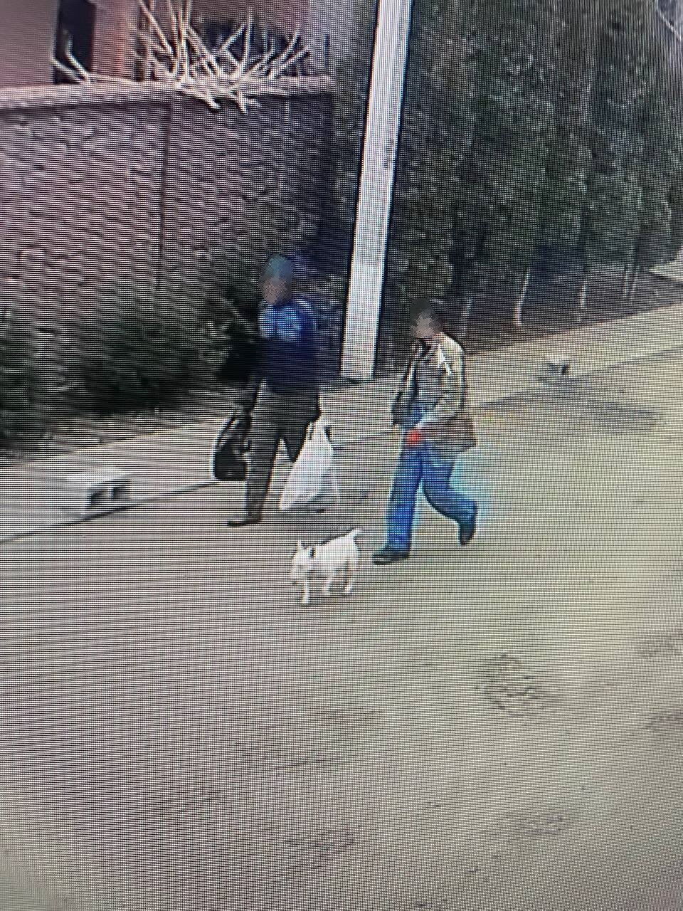 В Киеве украли собаку у звезды фильма "Носорог" и требовали выкуп: известны подробности. Фото и видео