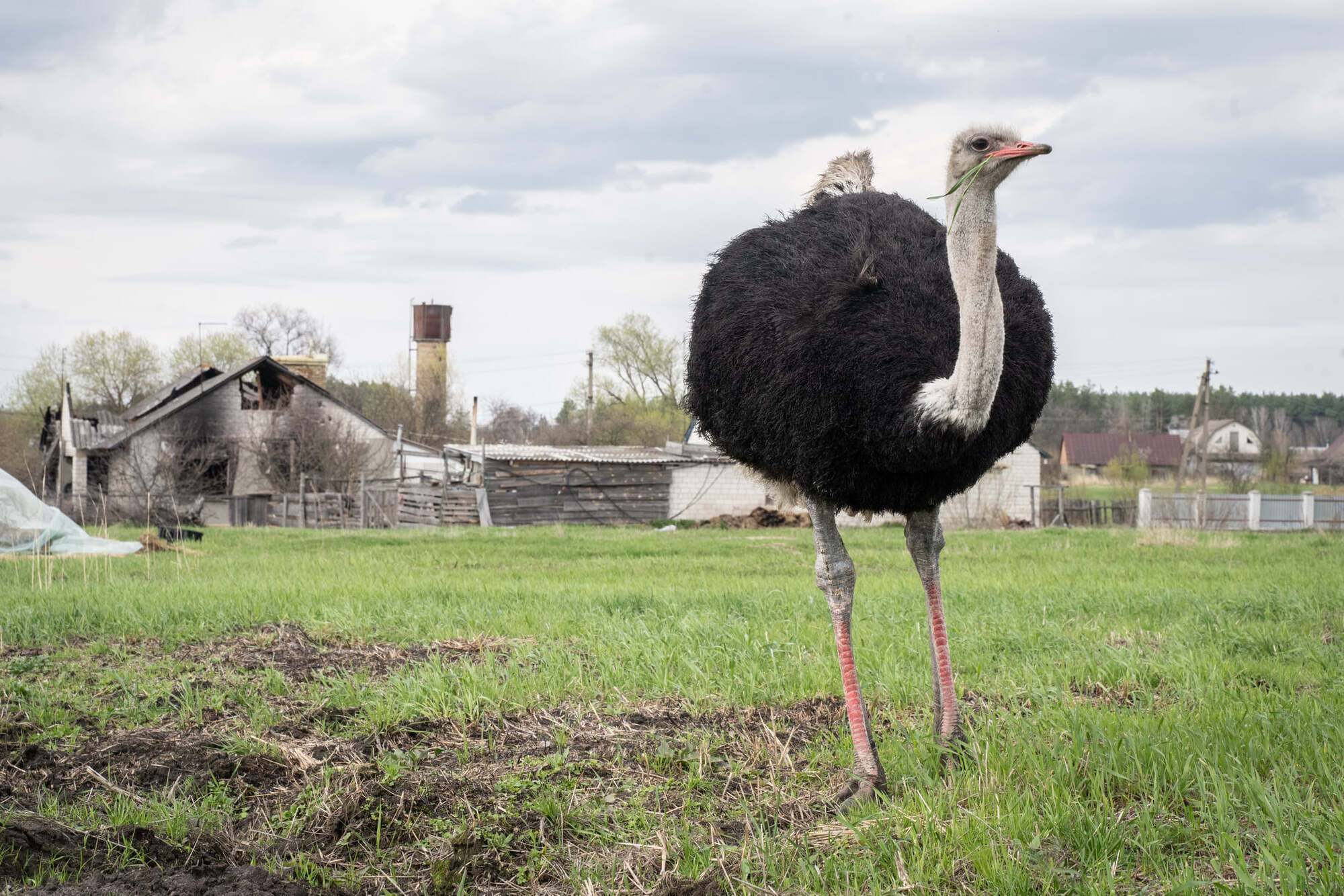Во время оккупации села на Киевщине войска РФ съели почти всех страусов и угрожали убивать собак