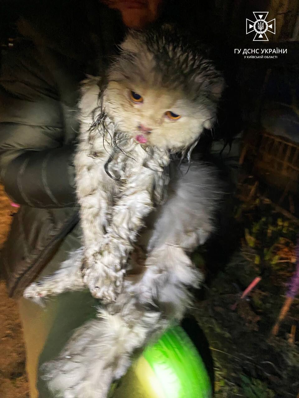 На Київщині бійці ДСНС врятували із задимленої квартири чоловіка та його кота. Фото