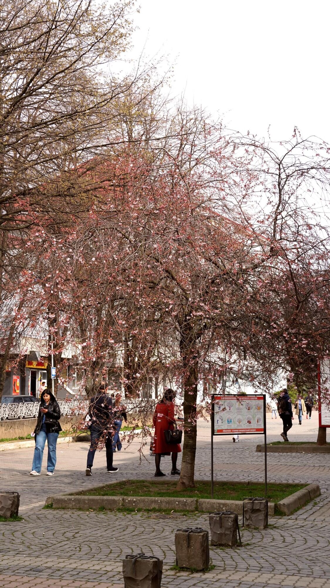 В Мукачево зацвела знаменитая "безумная сакура", которую называют визитной карточкой города. Фото