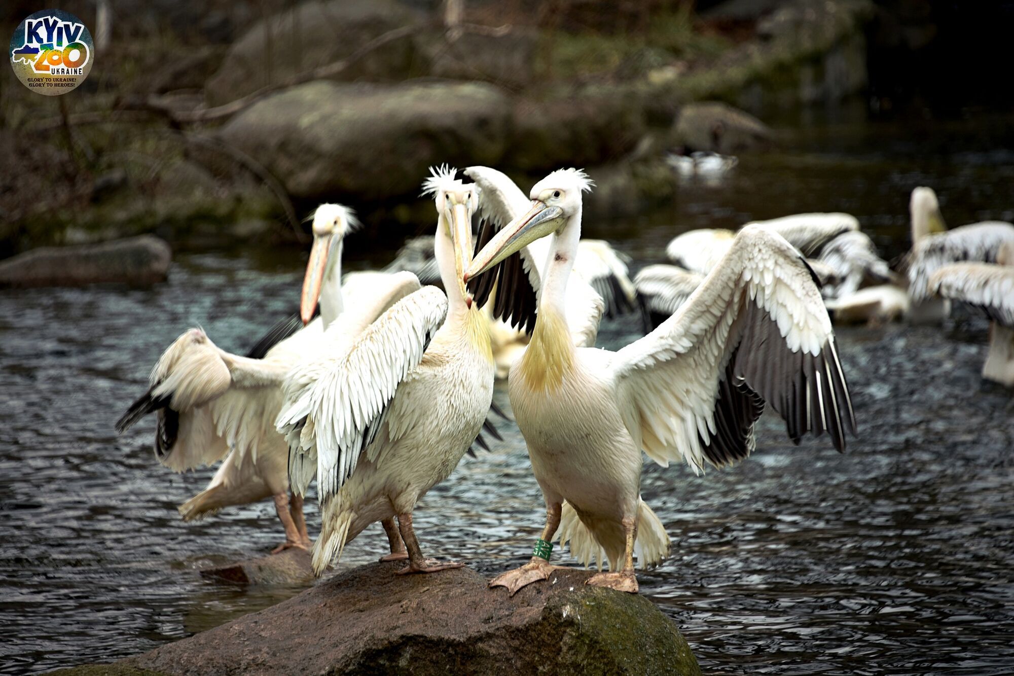 В Киевском зоопарке благодаря погоде на воду выпустили большую семью пеликанов. Фото и видео