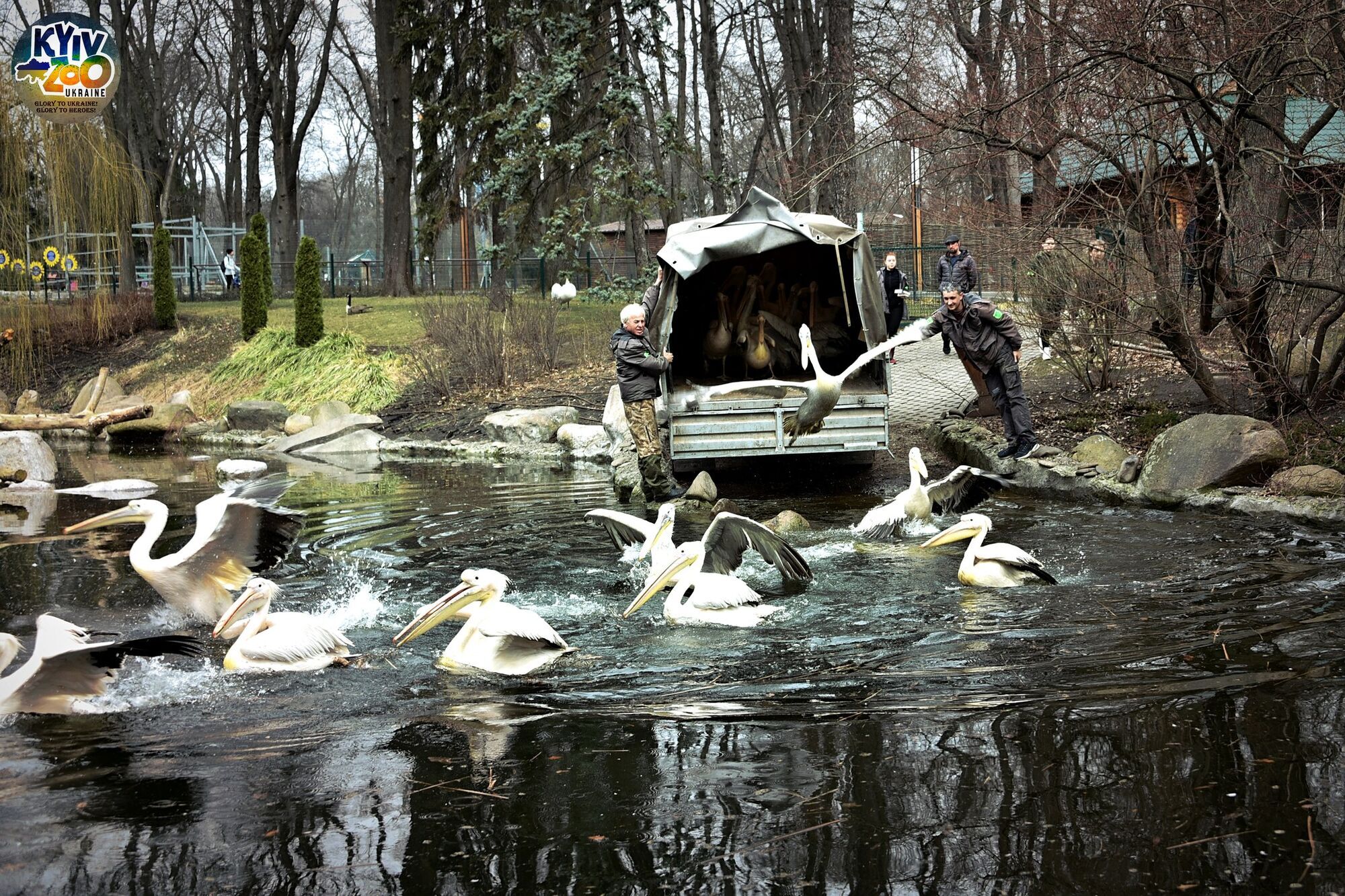 В Киевском зоопарке благодаря погоде на воду выпустили большую семью пеликанов. Фото и видео