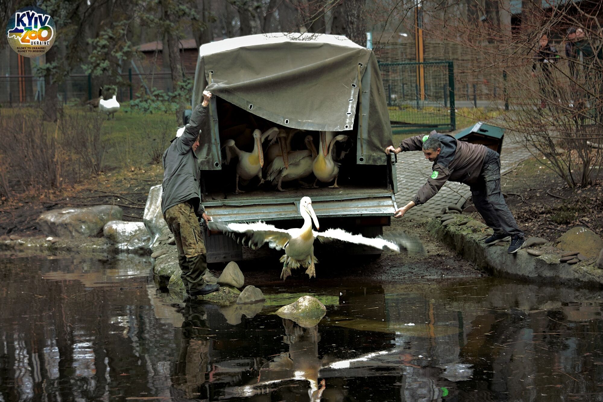 У Київському зоопарку завдяки погоді на воду випустили велику родину пеліканів. Фото та відео