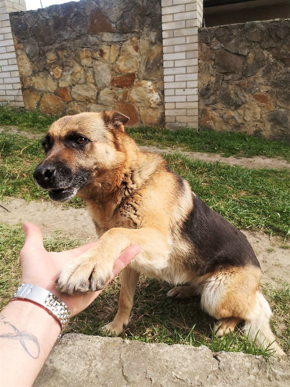 Український прикордонник врятував собаку, яку поранило на фронті на Донеччині. Зворушливе відео
