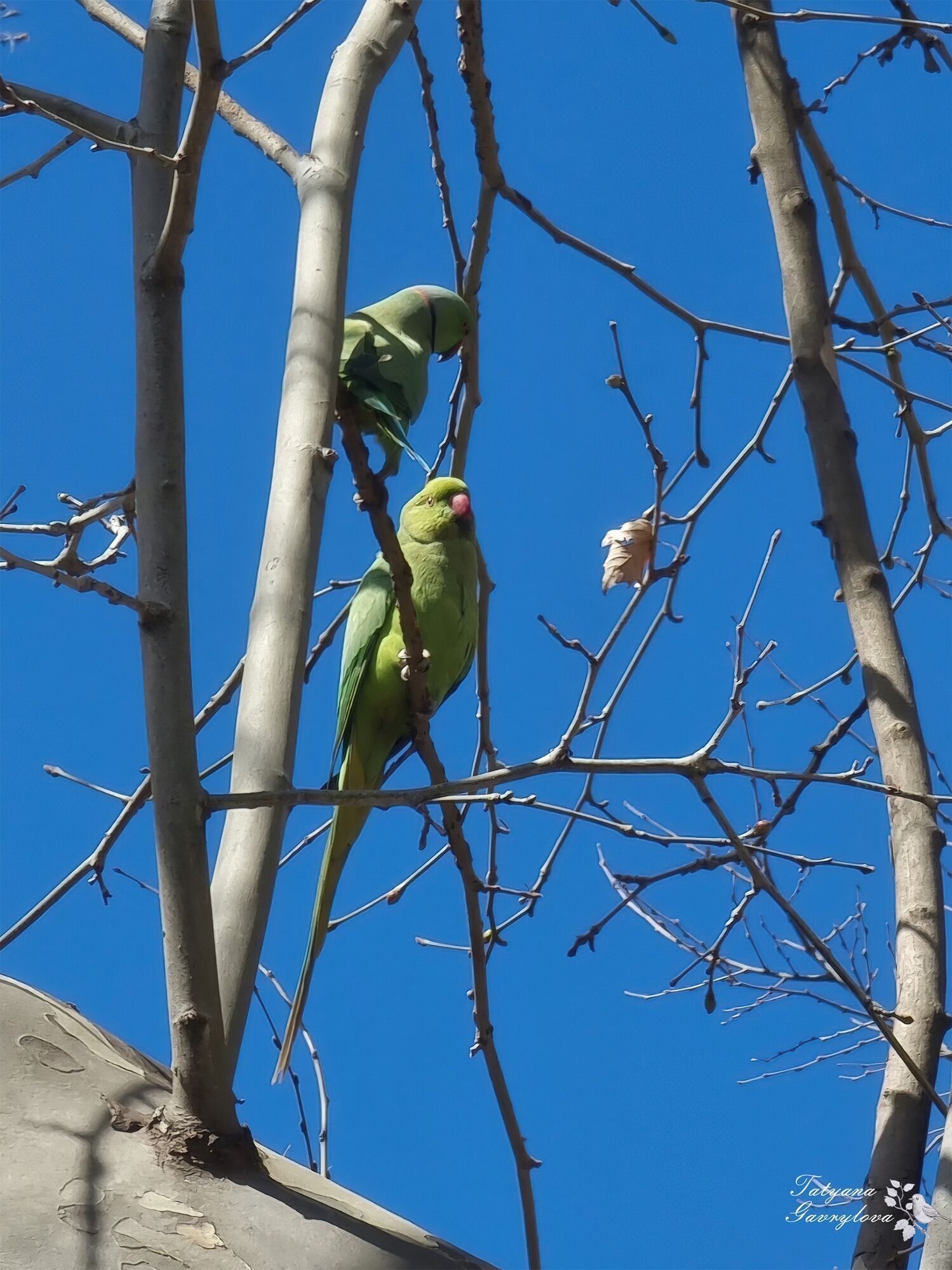 В Черновцах заметили попугаев Крамера, редких гостей в Украине. Фото