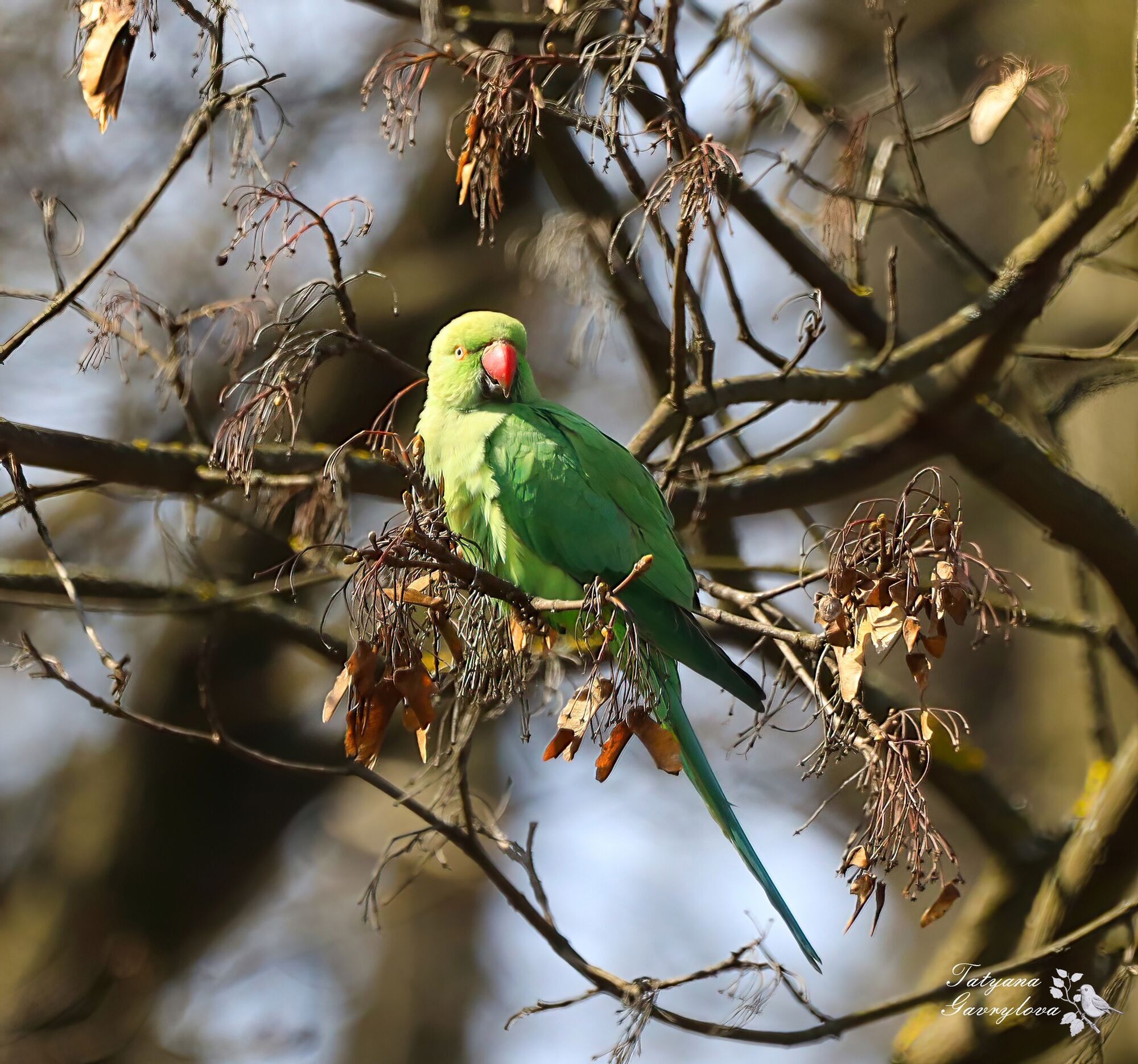 В Черновцах заметили попугаев Крамера, редких гостей в Украине. Фото