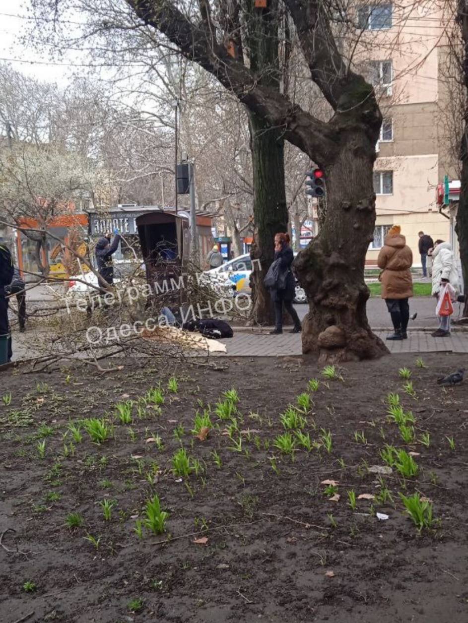 В Одессе из-за сильного ветра на женщину упало дерево: в городе разгулялась непогода. Фото и видео
