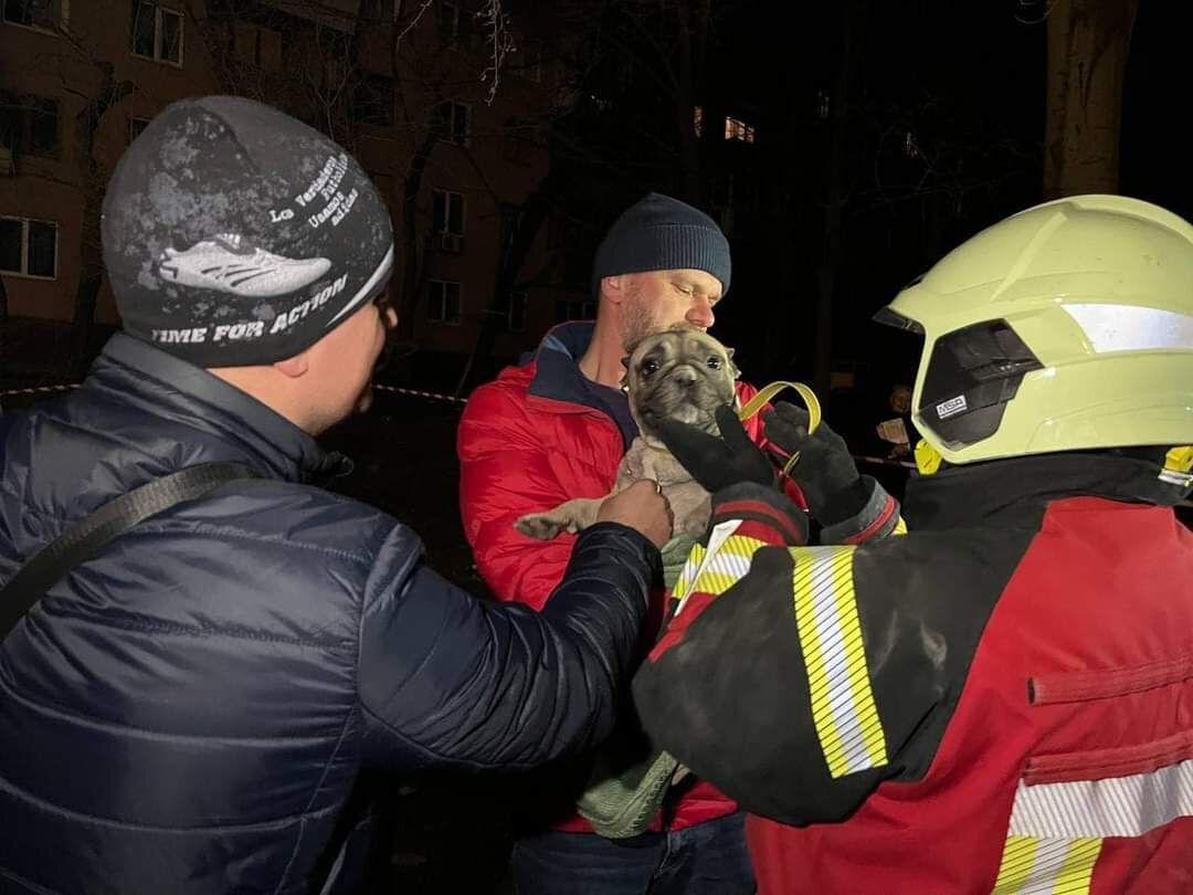 В Запорожье из-под завалов разрушенного ударом РФ дома достали бульдога Миру, которая провела там двое суток. Фото